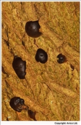 Hazel Woodwart